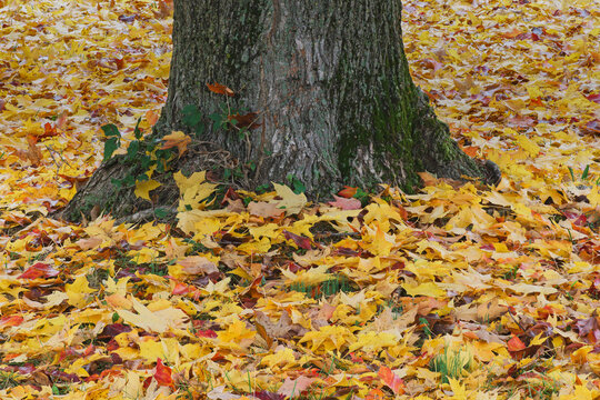 Maple tree leaves on the ground in the fall, Oldham County, Kentucky.