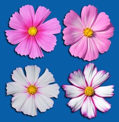pink and white flowers isolated on blue