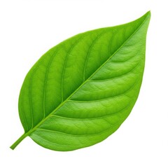 A single vibrant green leaf with prominent veins and smooth texture isolated on white background