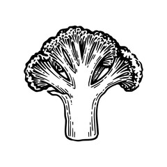 Broccoli hand drawn illustration. Broccoli engraving botanical drawing