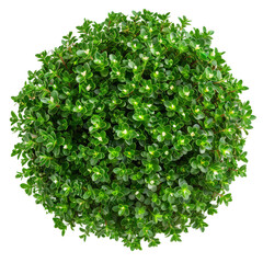 Obraz premium Green Plant Isolated On Transparent or White. Perfect For Backgrounds Or Adding Natural Elements To Your Designs.