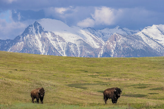 Bison with Mission Mountain background at the National Bison Range in Moiese, Montana, USA.