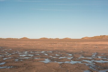 Fototapeta premium Lots of New Zealand Fairy Terns Sitting on the Beach – Endangered Seabirds in Their Natural Habitat