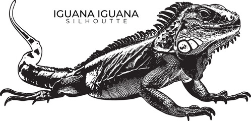 Iguana Iguana Vector Illustration – Detailed Black and White Reptile Drawing for Wildlife Art, Herpetology Graphics, and Nature Designs