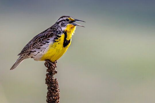 Meadowlark singing at the National Bison Range in Moiese, Montana, USA.