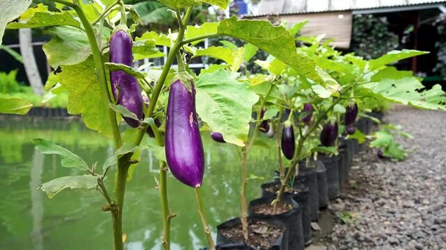 Ripe brinjal eggplant in the vegetable field ready to harvest.