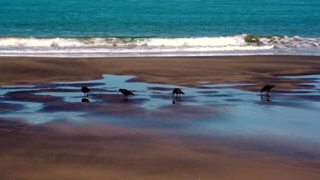Group of Oyster Catcher Birds Walking Over the Beach &ndash; Coastal Birds in Action