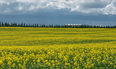 Obraz premium rapeseed field in spring