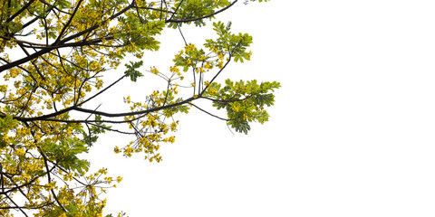 green leaves on a branch on transprent