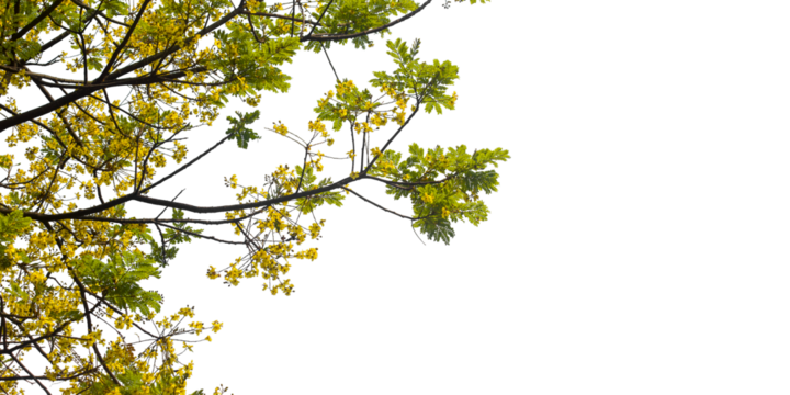 green leaves on a branch on transprent