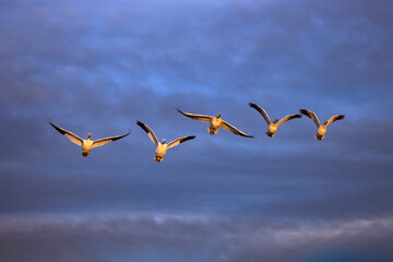 Sandhill cranes in flight formation. Bosque del Apache National Wildlife Refuge, New Mexico