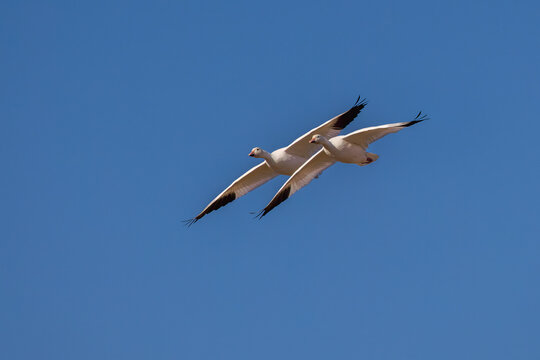 Snow geese in flight. Bosque del Apache National Wildlife Refuge, New Mexico