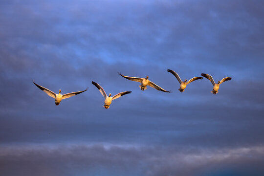 Sandhill cranes in flight formation. Bosque del Apache National Wildlife Refuge, New Mexico