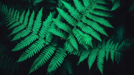 Fototapeta premium Lush Green Fern Fronds: A Botanical Close-Up