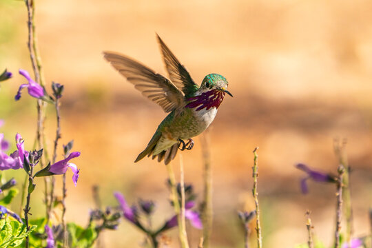 USA, New Mexico. Male calliope hummingbird in flight.