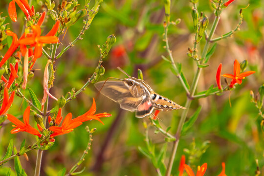 USA, New Mexico. White-lined sphinx moth feeding on flower.
