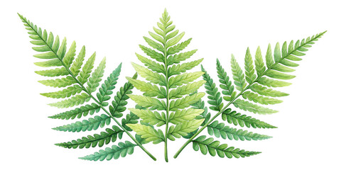 Watercolor Green Fern Leaves and Botanical Foliage Isolated on Transparent Background

Tropical Fern Leaves in Watercolor Style – Transparent PNG Botanical Clipart