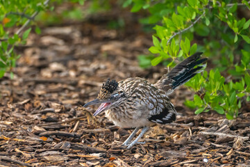 USA, New Mexico. Greater roadrunner with nesting material.