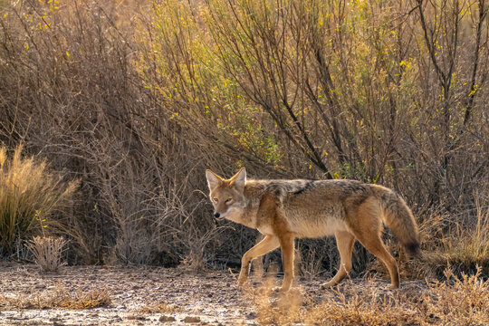 USA, New Mexico, Bosque Del Apache National Wildlife Refuge. Coyote walking in muddy field.