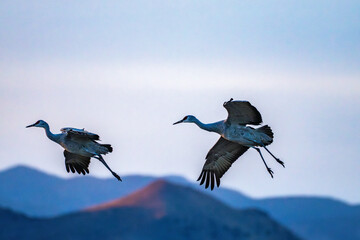 USA, New Mexico, Bosque Del Apache National Wildlife Refuge. Sandhill cranes landing at sunset.
