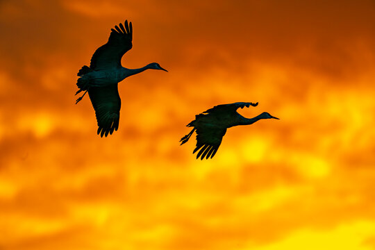 USA, New Mexico, Bosque Del Apache National Wildlife Refuge. Sandhill crane landing at sunset.