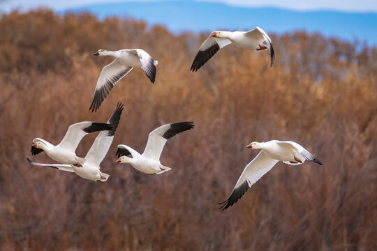 USA, New Mexico, Bosque Del Apache National Wildlife Refuge. Snow geese in flight.