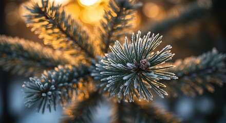 Frost-Kissed Pine Branch: A Golden Hour Winter Scene