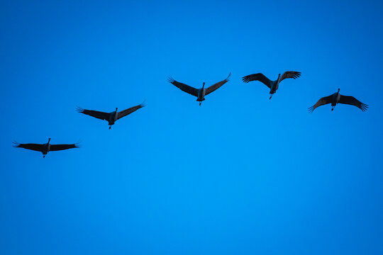 Group of five sandhill cranes flying at Bosque del Apache