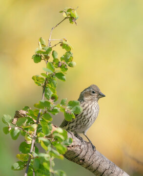 Female Cassin's finch, Fall season, Sandia Mountains, Cibola National Forest, New Mexico, USA