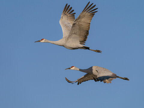 Sandhill Cranes in flight, Bosque del Apache National Wildlife Refuge, New Mexico