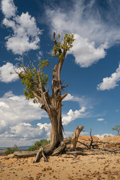Stunted juniper tree on the bluffs of El Malpais National Monument, New Mexico