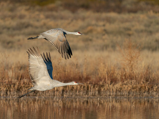 Sandhill cranes lift off from evening roosting ponds, Bosque del Apache NWR, New Mexico