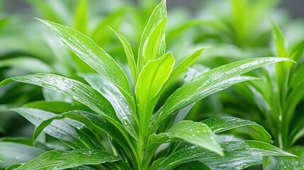 Obraz premium Vibrant green plants closeup nature photography stock image