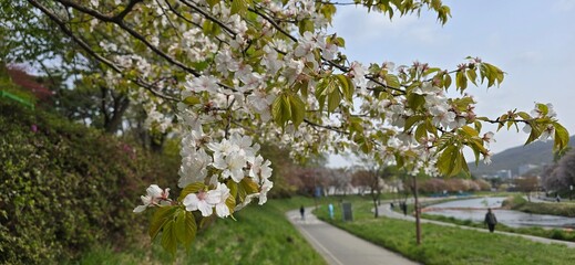spring in the park