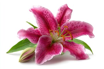 Fototapeta premium Elegant Pink Lily Blossom: A Stunning Floral Still Life