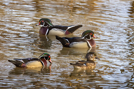 Wood duck in creek in Defiance, Ohio, USA.