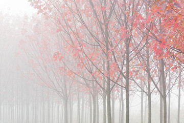 USA, Oregon. Maple trees in autumn fog.