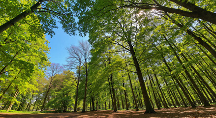 Obraz premium green wood