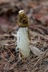 Phallus indusiatus (Bridal Veil Stinkhorn) fungi - NSW, Australia