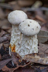 Austroboletus niveus (Snowy Bolete) fungi - such an unusual stem structure; exceedingly mucilaginous with insect-attracting, bitter viscid drops - NSW, Australia