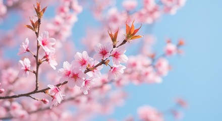 Delicate Pink Cherry Blossoms: A Serene Springtime Image