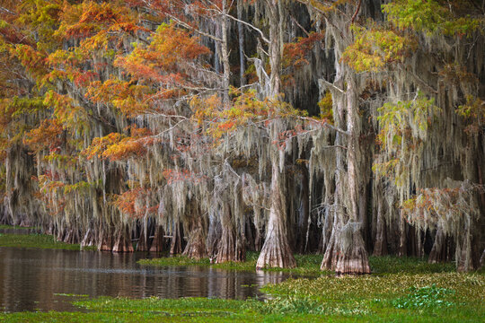 Bald cypress trees and autumn colors in southern swamp, Caddo Lake, Texas.
