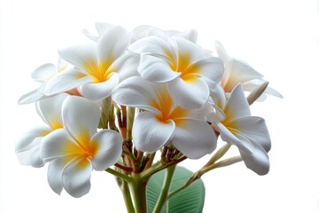 Fototapeta premium Blooming Plumeria Flowers with White Petals and Yellow Centers on White Background