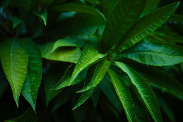 Green foliage tree leaf dew drop close up