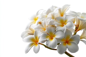 Fototapeta premium White and Yellow Plumeria Flowers Blooming in Cluster on White Background