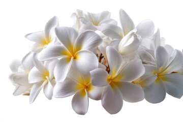 Fototapeta premium Serene Plumeria Blossoms: A Delicate Cluster of White Flowers
