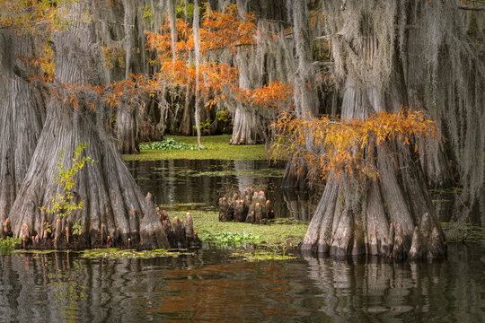 Autumn colors on Caddo Lake, Texas. Worlds largest bald cypress forest.