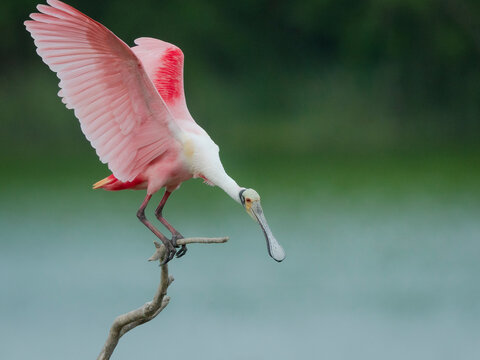 Roseate spoonbill balancing act, Smith Oaks Sanctuary, Bolivar Peninsula, High Island, Texas.