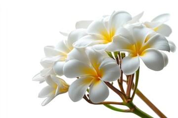 Fototapeta premium Plumeria Blooms: Serene White Flowers in Elegant Cluster
