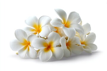 Naklejka premium Plumeria Blooms: A Serene Cluster of Delicate White Flowers